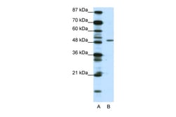 Aviva Systems Biology Corp DPF2 Antibody - N-terminal region (ARP38768_T100)
