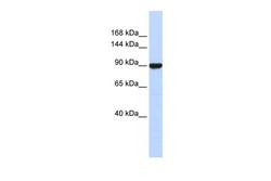 Aviva Systems Biology Corp AVIL Antibody - middle region (ARP38822_P050)