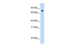 Aviva Systems Biology Corp STAT1 Antibody - N-terminal region (ARP38933_P050)