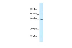 Aviva Systems Biology Corp Dpf3 Antibody - N-terminal region (ARP38943_P050)