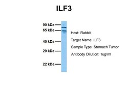 Aviva Systems Biology Corp ILF3 Antibody - N-terminal region (ARP38968_P050)
