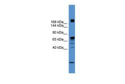 Aviva Systems Biology Corp RLF Antibody - N-terminal region (ARP38997_P050)