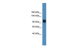 Aviva Systems Biology Corp Ppargc1a Antibody - C-terminal region (ARP39016_P050)