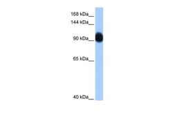 Aviva Systems Biology Corp RNF10 Antibody - C-terminal region (ARP39149_P050)