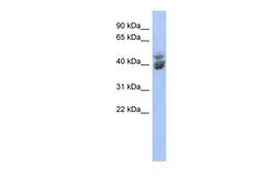 Aviva Systems Biology Corp KLF2 Antibody - middle region (ARP39242_P050)