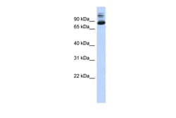 Aviva Systems Biology Corp SIX4 Antibody - N-terminal region (ARP39278_P050)