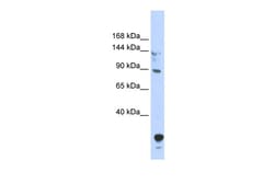 Aviva Systems Biology Corp TULP4 Antibody - N-terminal region (ARP39410_P050)