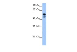 Aviva Systems Biology Corp DEAF1 Antibody - N-terminal region (ARP39467_P050)
