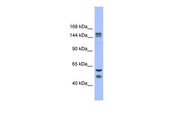 Aviva Systems Biology Corp FBXL10 Antibody - middle region (ARP39706_P050)