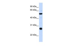 Aviva Systems Biology Corp ZUP1 Antibody - C-terminal region (ARP39842_P050)