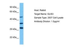 Aviva Systems Biology Corp GLIS3 Antibody - C-terminal region (ARP39925_P050)
