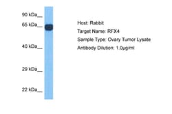 Aviva Systems Biology Corp RFX4 Antibody - N-terminal region (ARP40086_P050)