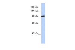Aviva Systems Biology Corp SIDT2 Antibody - N-terminal region (ARP40127_P050)