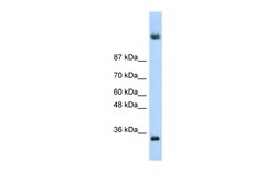 Aviva Systems Biology Corp DAZ4 Antibody - N-terminal region (ARP40243_P050)