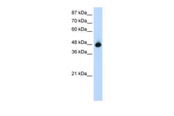 Aviva Systems Biology Corp GTPBP9 Antibody - N-terminal region (ARP40281_T100)