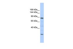 Aviva Systems Biology Corp CDC5L Antibody - middle region (ARP40347_P050)