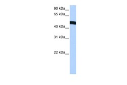Aviva Systems Biology Corp EIF2S2 Antibody - N-terminal region (ARP40502_P050)