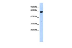 Aviva Systems Biology Corp CPNE1 Antibody - middle region (ARP40503_P050)