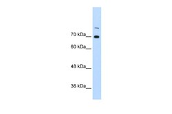 Aviva Systems Biology Corp ILF3 Antibody - N-terminal region (ARP40522_P050)
