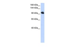 Aviva Systems Biology Corp SFRS8 Antibody - N-terminal region (ARP40524_P050)