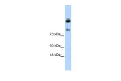 Aviva Systems Biology Corp HDLBP Antibody - N-terminal region (ARP40581_P050)