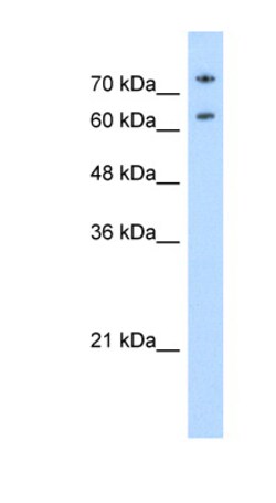 Aviva Systems Biology Corp NCL Antibody - N-terminal region (ARP40583_P050)