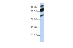 Aviva Systems Biology Corp ERAL1 Antibody - middle region (ARP40600_P050)