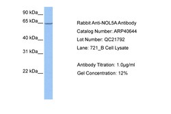 Aviva Systems Biology Corp NOL5A Antibody - middle region (ARP40644_P050)