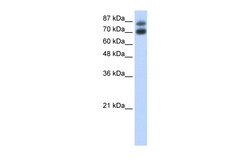 Aviva Systems Biology Corp HNRPUL1 Antibody - C-terminal region (ARP40702_T100)