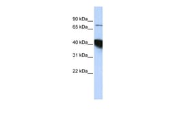 Aviva Systems Biology Corp KIAA0427 Antibody - N-terminal region (ARP40789_P050)