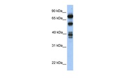 Aviva Systems Biology Corp STRBP Antibody - middle region (ARP40914_P050)