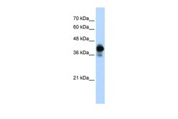 Aviva Systems Biology Corp HNRPC Antibody - N-terminal region (ARP41037_P050)