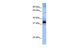 Aviva Systems Biology Corp SFRS2B Antibody - middle region (ARP41042_P050)
