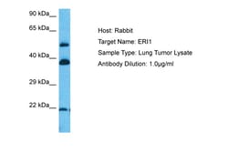 Aviva Systems Biology Corp ERI1 Antibody - N-terminal region (ARP41157_P050)