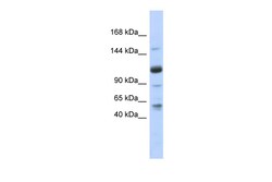 Aviva Systems Biology Corp SR140 Antibody - N-terminal region (ARP41231_P050)