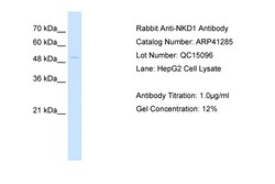 Aviva Systems Biology Corp NKD1 Antibody - N-terminal region (ARP41285_P050)