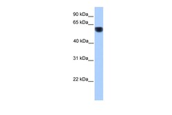 Aviva Systems Biology Corp CYP1A1 Antibody - middle region (ARP41405_P050)