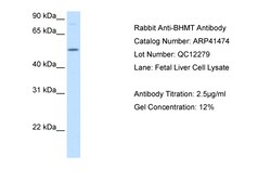 Aviva Systems Biology Corp BHMT Antibody - N-terminal region (ARP41474_T100)