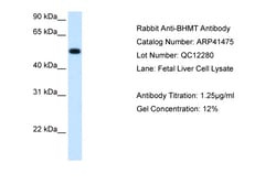 Aviva Systems Biology Corp BHMT Antibody - C-terminal region (ARP41475_T100)