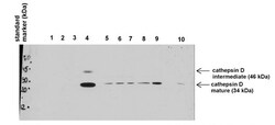 Aviva Systems Biology Corp Ctsd Antibody - C-terminal region (ARP41481_P050)