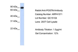Aviva Systems Biology Corp POSTN Antibody - middle region (ARP41571_P050)