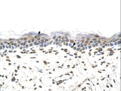 Aviva Systems Biology Corp FTCD Antibody - middle region (ARP41577_P050)