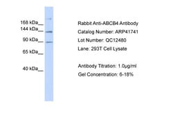 Aviva Systems Biology Corp ABCB4 Antibody - N-terminal region (ARP41741_P050)