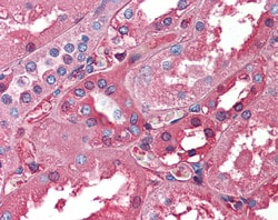 Aviva Systems Biology Corp ALB Antibody - N-terminal region (ARP41745_P050)