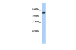 Aviva Systems Biology Corp CYP4B1 Antibody - N-terminal region (ARP41814_P050)