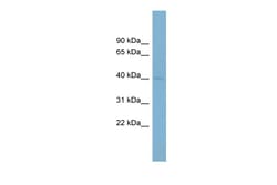 Aviva Systems Biology Corp PON3 Antibody - middle region (ARP41832_P050)