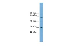 Aviva Systems Biology Corp RPAIN Antibody - C-terminal region (ARP41887_P050)