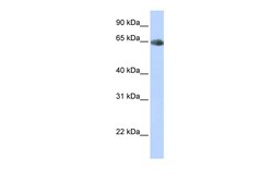 Aviva Systems Biology Corp SLC6A2 Antibody - middle region (ARP41893_P050)