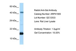 Aviva Systems Biology Corp Sst Antibody - N-terminal region (ARP41905_P050)