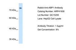 Aviva Systems Biology Corp ABP1 Antibody - C-terminal region (ARP41908_P050)